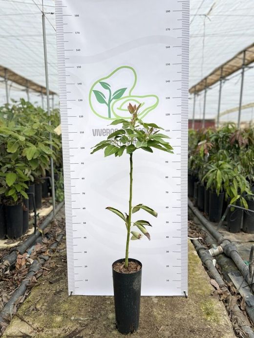 Planta o árbol de Aguacate Ettinger (Persea Americana)Patrón porta injertos Mexicola/ Planta de 1 año