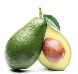 Planta o árbol de Aguacate Ettinger (Persea Americana)Patrón porta injertos Mexicola/ Planta de 1 año