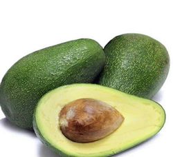 Planta o árbol de Aguacate Fuerte (Persea Americana)Patrón porta injertos Mexicola /Planta de 1 año