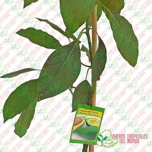 Planta o árbol de Aguacate Fuerte (Persea Americana)Patrón porta injertos Mexicola /Planta de 1 año