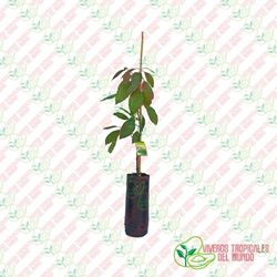 Planta o árbol de Aguacate Fuerte (Persea Americana)Patrón porta injertos Mexicola /Planta de 1 año