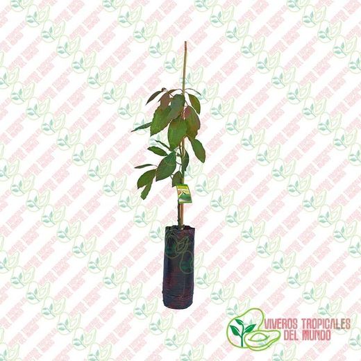 Planta o árbol de Aguacate Fuerte (Persea Americana)Patrón porta injertos Mexicola /Planta de 1 año