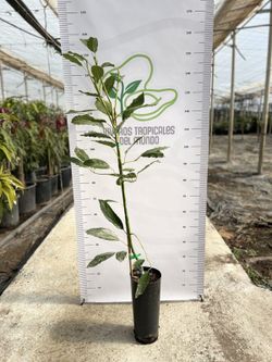 Planta o árbol de Aguacate Hass Clonal Duke-7 (Persea Americana) Patrón porta injertos Clonal Duke 7/Planta de 2 años
