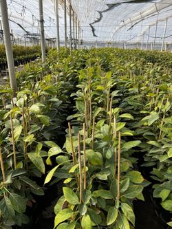 Planta o árbol de Aguacate Hass Clonal Duke-7 (Persea Americana) Patrón porta injertos Clonal Duke 7/Planta de 2 años