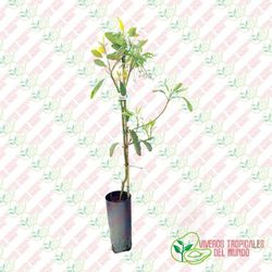 Planta o árbol de Aguacate Hass Clonal Dussa (Persea Americana) / Planta de 2 años