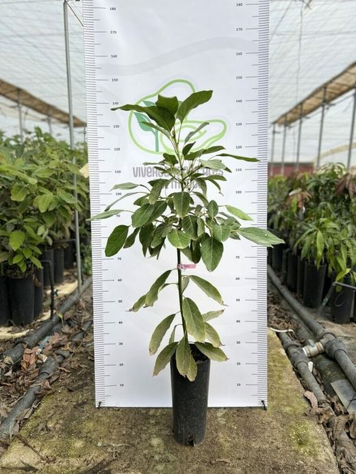 Planta o árbol de Aguacate Hass (Persea Americana) Patron porta injertos Mexicola /Planta de 1 año