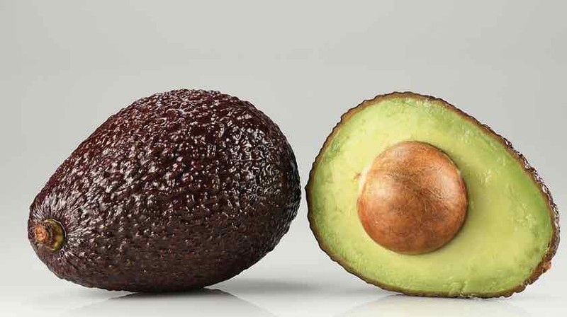 Planta o árbol de Aguacate Hass (Persea Americana) Patron porta injertos Mexicola /Planta de 1 año