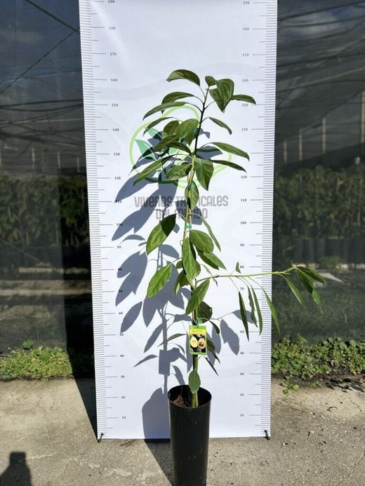 Planta o árbol de Aguacate Hass (Persea Americana) Patron porta injertos Zutano/ Planta de 1 año