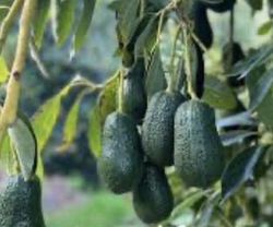 Planta o árbol de Aguacate Lamb Hass (Persea Americana) Patrón Degania/ Planta de 2 años.