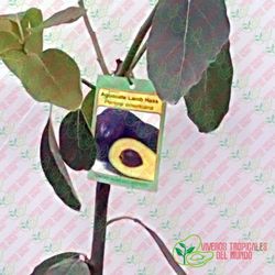 Planta o árbol de Aguacate Lamb-Hass (Persea Americana) Patrón porta injertos Nachar/ Planta de 1 año
