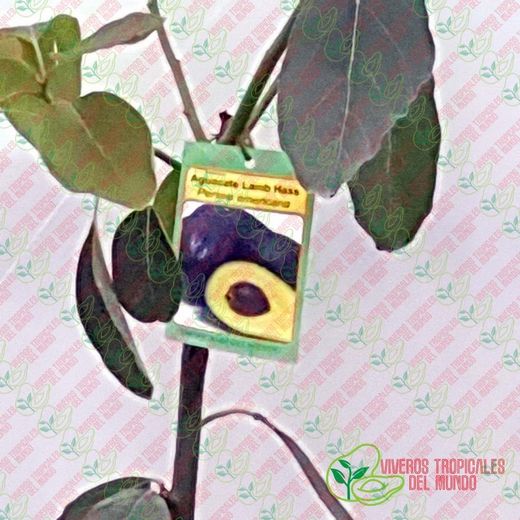 Planta o árbol de Aguacate Lamb-Hass (Persea Americana) Patrón porta injertos Nachar/ Planta de 1 año
