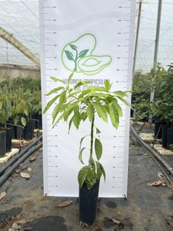 Planta o árbol de Aguacate Lamb-Hass (Persea Americana) Patrón porta injertos Nachar/ Planta de 1 año