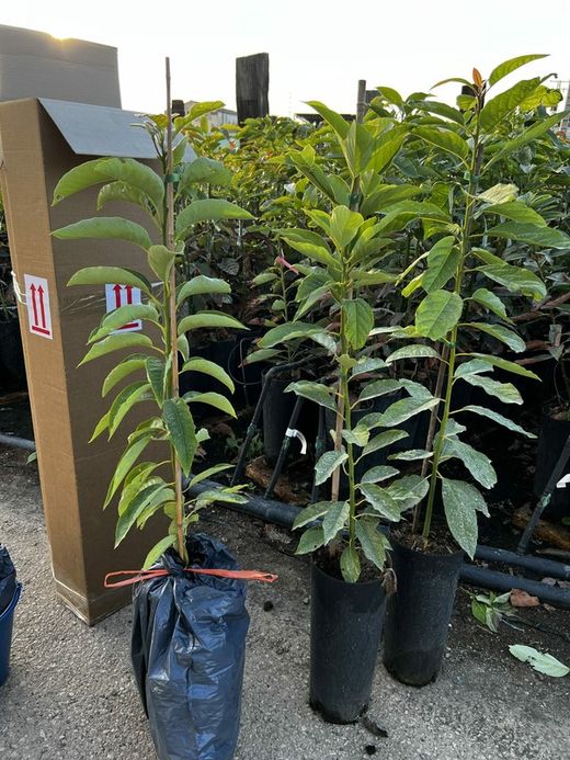 Planta o árbol de Aguacate Mexicola (Persea Americana) Patron Portainjertos / Sin Injertar/Planta de 1 año