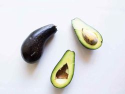 Planta o árbol de Aguacate Mexicola (Persea Americana) Patron Portainjertos / Sin Injertar/Planta de 1 año