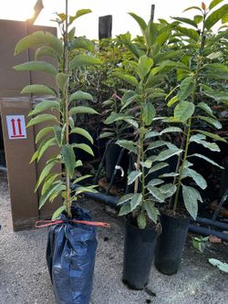 Planta o árbol de Aguacate Mexicola (Persea Americana) Patron Portainjertos / Sin Injertar/Planta de 1 año