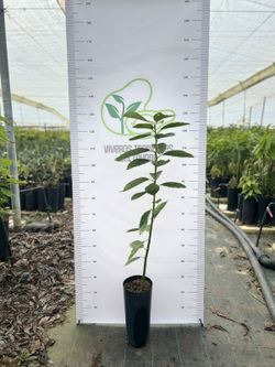 Planta o árbol de Aguacate Mexicola (Persea Americana) Patron Portainjertos / Sin Injertar/Planta de 1 año