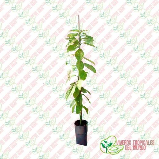 Planta o árbol de Aguacate Nachar (Persea Americana) Patrón-Portainjertos (Sin injertar) / Planta de 1 año