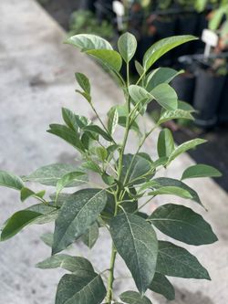 Planta o árbol de Aguacate Pikerton (Persea Americana)Patrón porta injertos Zutano/ planta de 1 Año