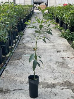 Planta o árbol de Aguacate Pikerton (Persea Americana)Patrón porta injertos Zutano/ planta de 1 Año