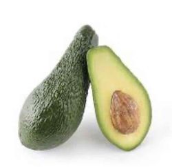 Planta o árbol de Aguacate Pikerton (Persea Americana)Patrón porta injertos Zutano/ planta de 1 Año