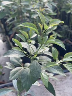 Planta o árbol de Aguacate Pikerton (Persea Americana)Patrón porta injertos Zutano/ planta de 1 Año