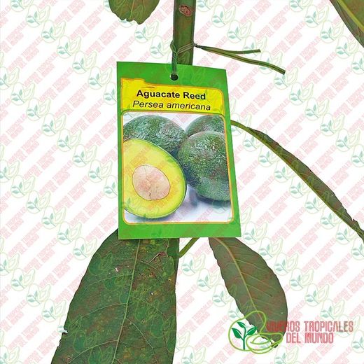 Planta o árbol de Aguacate Reed (Persea Americana) Patrón Mexicola/Planta de 1 año