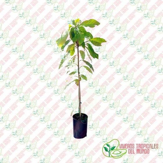 Planta o árbol de Aguacate Topa Topa (Persea Americana) Patrón-Portainjertos (Sin injertar) / Planta de 1 año