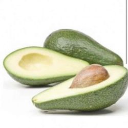 Planta o árbol de Aguacate Zutano (Persea Americana) patrón Mexicola / Planta de 1 año