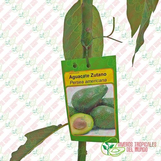 Planta o árbol de Aguacate Zutano (Persea Americana) patrón Mexicola / Planta de 1 año