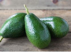 Planta o árbol de Aguacate Zutano (Persea Americana) Patrón-Portainjertos (Sin injertar) / Planta de 1 año