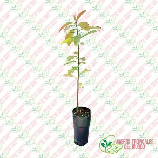 Planta o árbol de Aguacate Zutano (Persea Americana) Patrón-Portainjertos (Sin injertar) / Planta de 1 año