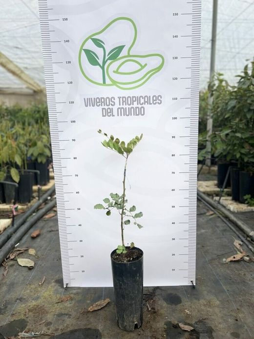 Planta o árbol de Algarrobo injertado en la variedad Duraio.