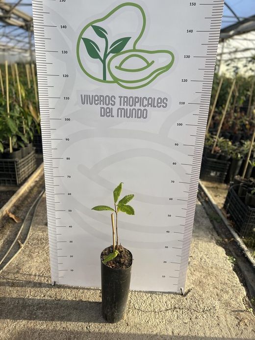 Planta o árbol de Anacardo (Anacardium occidentale) planta de 1 año