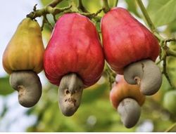 Planta o árbol de Anacardo (Anacardium occidentale) planta de 1 año