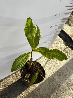 Planta o árbol de Anacardo (Anacardium occidentale) planta de 1 año