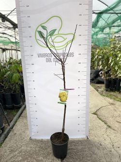 Planta o árbol de Ciruelo Sun Gold (prunus domestica)