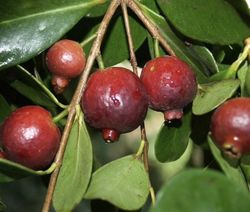 Planta Guayaba Cattley Viva en Maceta – Árbol Frutal Tropical para Cultivo en Casa