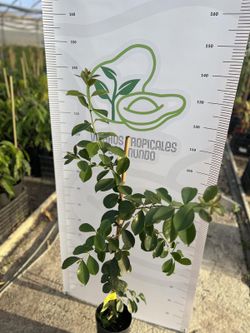 Planta Guayaba Cattley Viva en Maceta – Árbol Frutal Tropical para Cultivo en Casa