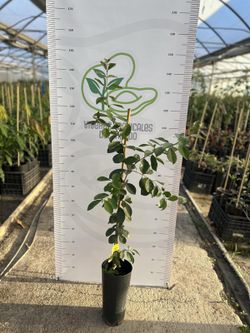 Planta Guayaba Cattley Viva en Maceta – Árbol Frutal Tropical para Cultivo en Casa