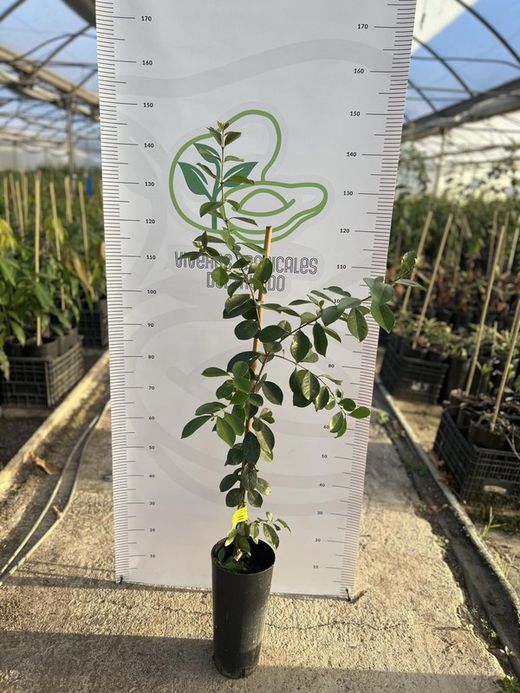 Planta Guayaba Cattley Viva en Maceta – Árbol Frutal Tropical para Cultivo en Casa