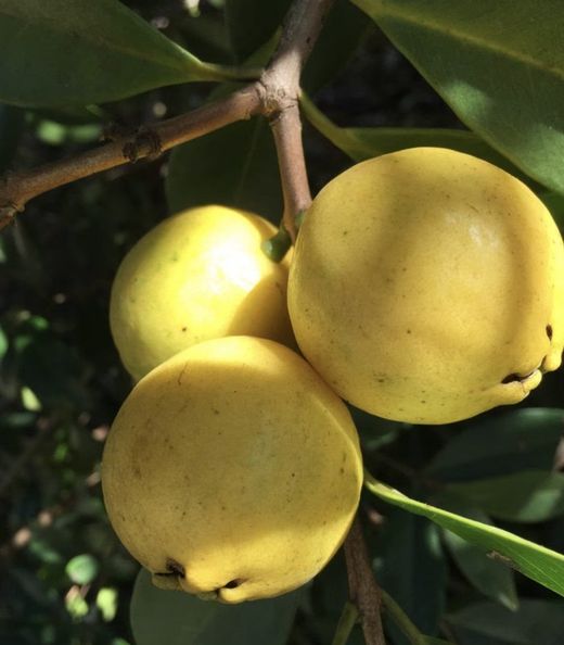 Planta o árbol de guayaba Cattley Limon (psidium cattleianum) planta de 2 años