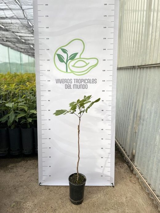 Planta o árbol de Longan (Dimocarpus Longan) / Planta de 2 años injertado en la variedad chom-poo