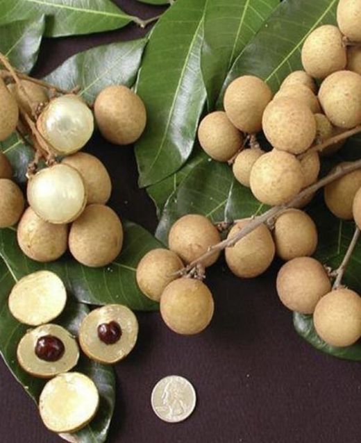 Planta o árbol de Longan (Dimocarpus Longan) / Planta pequeña de 10 cm