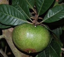 Planta o árbol de Lúcumu (Pouteria Lucuma) Planta de 50cm