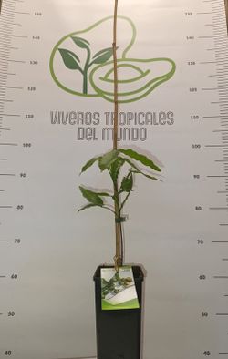 PACK 2 Mamon verde, 2 Argan, 2 Garcinia intermedia y 2 Garcinia Brasilensis