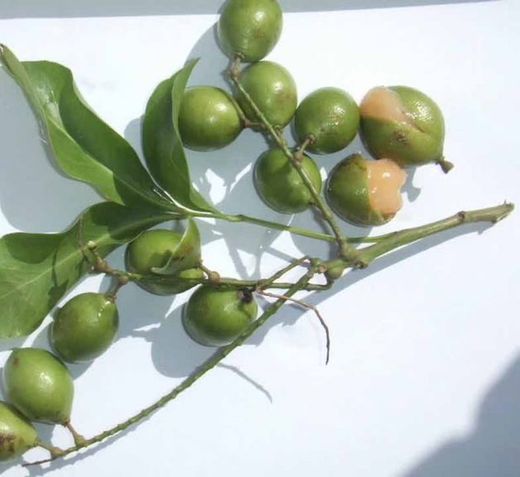 Planta o Árbol de Mamon Verde (Melicoccus Bijugatus) Planta de 1 año