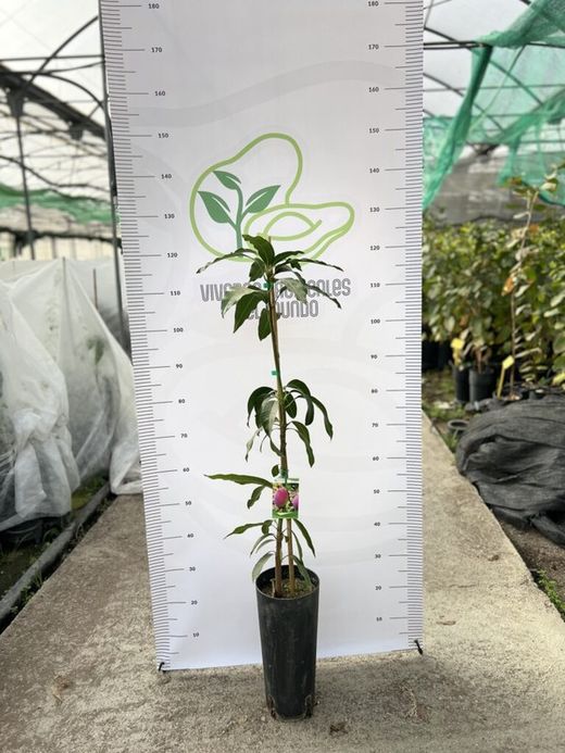 Planta o árbol de Mango Bravio (sin Injertar)  variedad Gomera-3