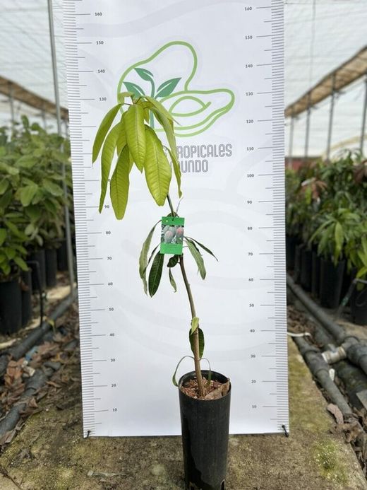 Planta o árbol de Mango Keiit  (Mangifera Indica) Patrón porta injertos Gomera-3/ Planta de 2 año