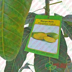 Planta o árbol de Mango Keiit  (Mangifera Indica) Patrón porta injertos Gomera-3/ Planta de 2 año