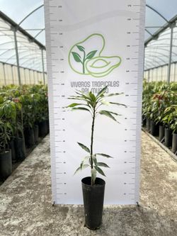 Planta o árbol de Mango (Mangifera Indica) Variedad Kengsinton/ Patrón porta injertos Gomera-3/ Planta de 1 año